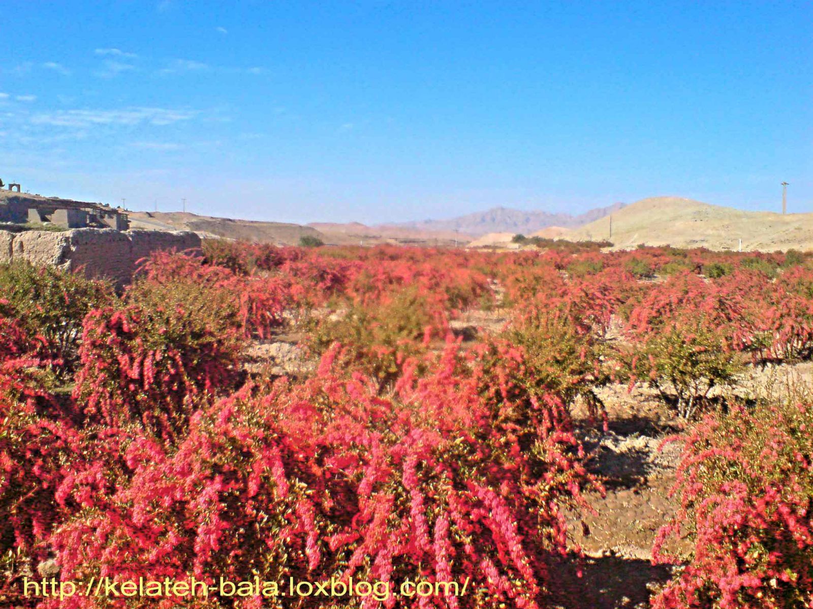 مزارع زرشک کشمون ده پایین