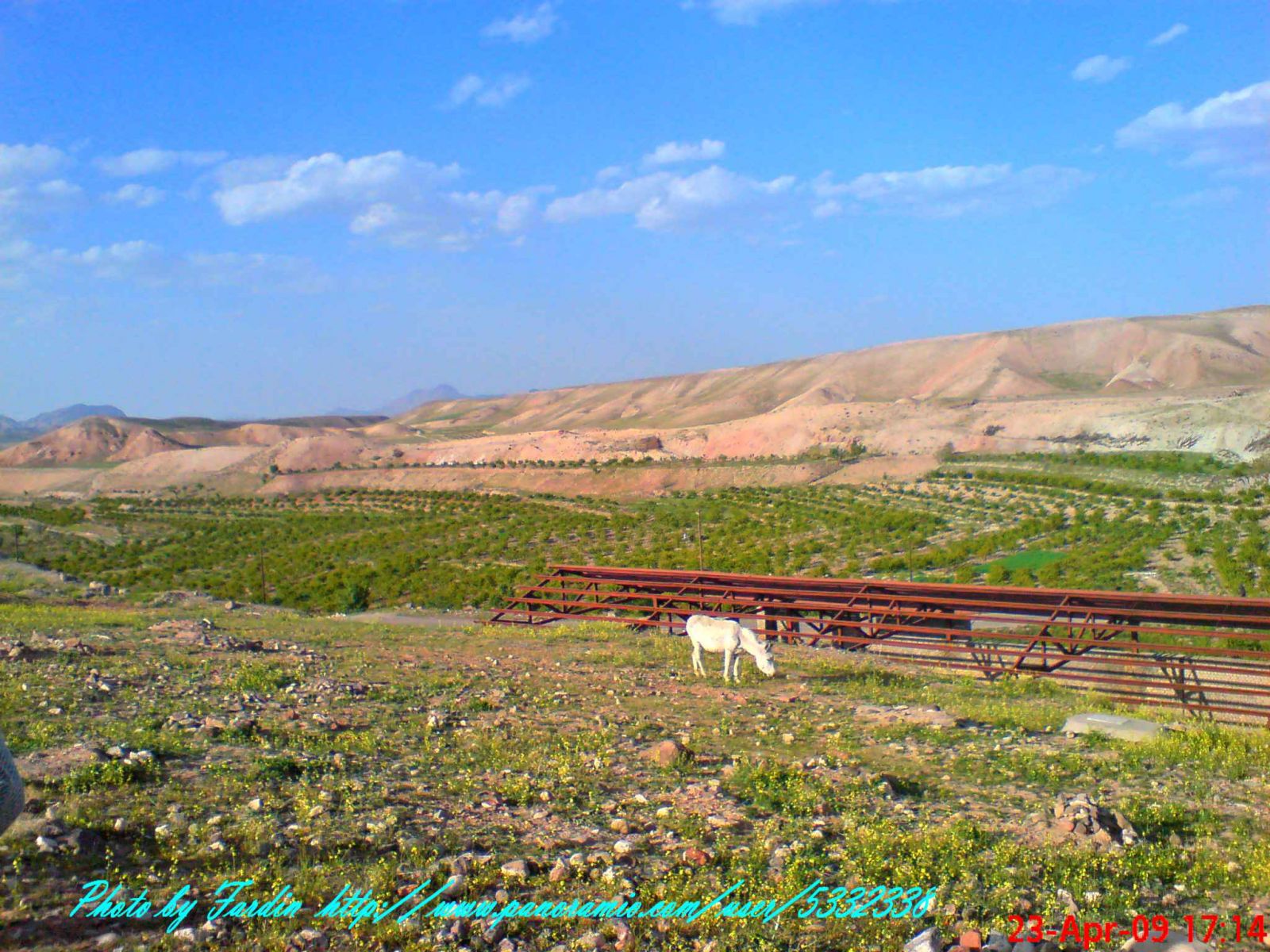 مزارع زرشک روستای کلاته بالا(کشمون ده پای)