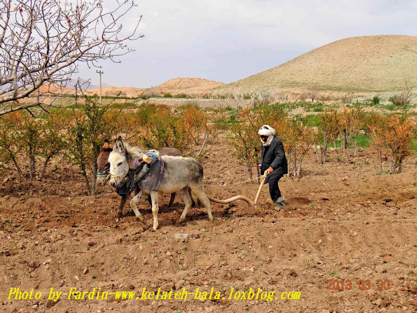 گو رونی