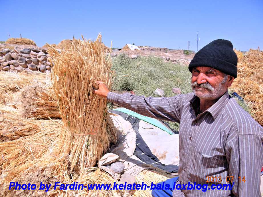 گندم ارگانیک روستای کلاته بالا