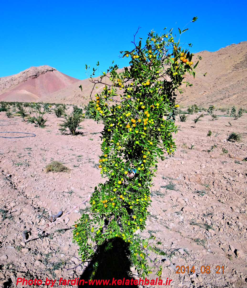 خواص داروئی عناب 